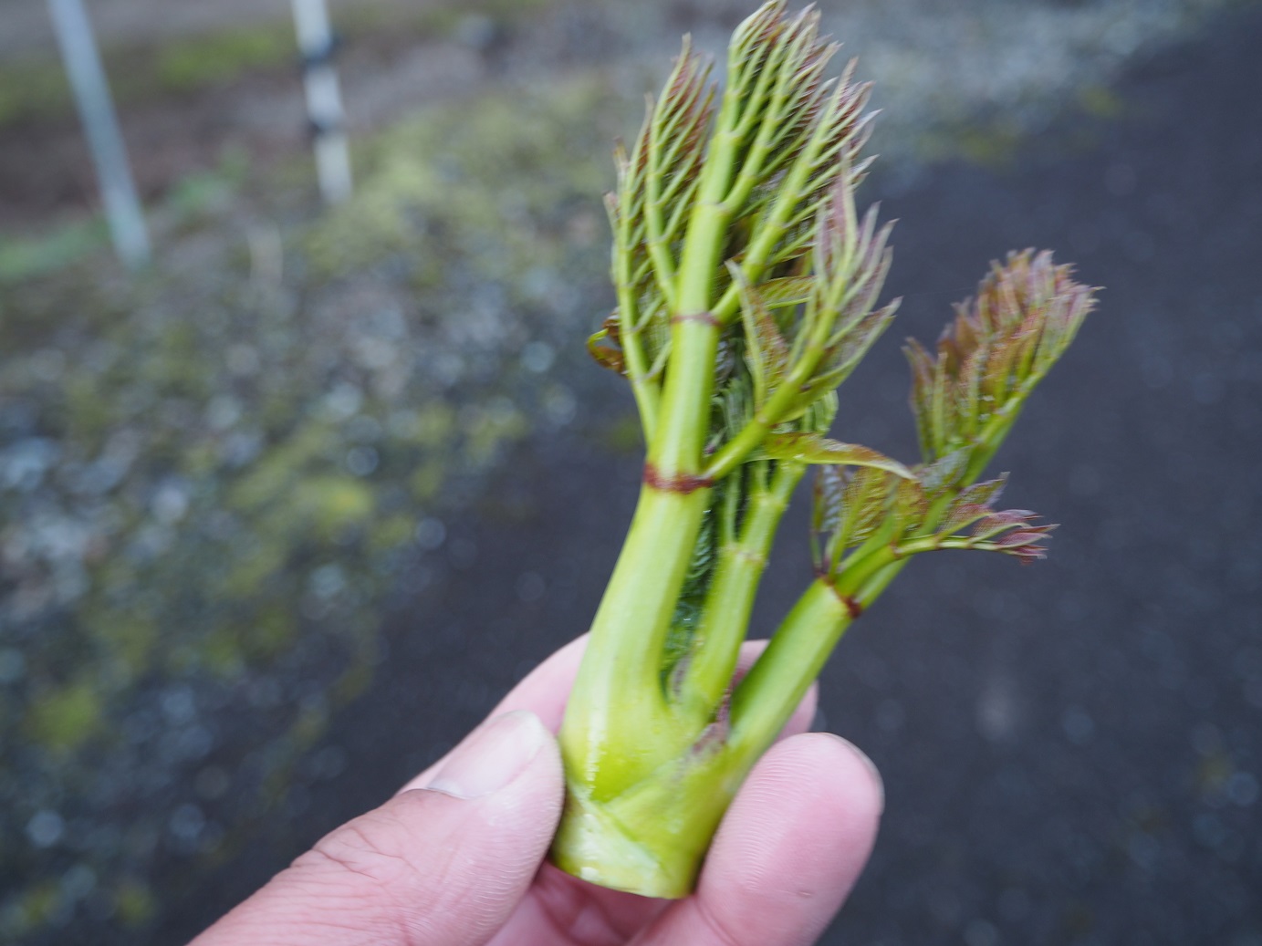 食べごろサイズのタラの芽です